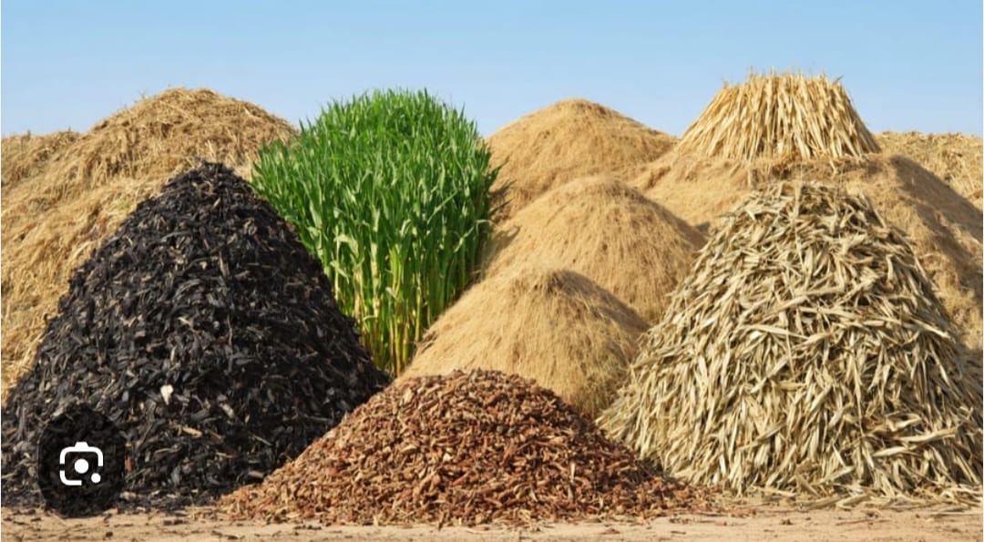 Biomass Wood Pellets with Plant sprout